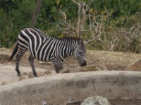 Burchell's Zebra (Equus quagga burchellii)