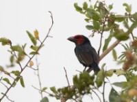 Red-faced Barbet (Lybius rubrifacies)