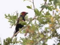 Red-faced Barbet (Lybius rubrifacies)