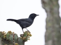 Slate-colored Boubou (Laniarius funebris)