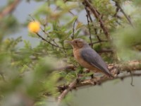 Red-faced Crombec (Sylvietta whytii)