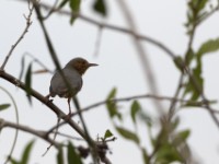 Red-faced Crombec (Sylvietta whytii)