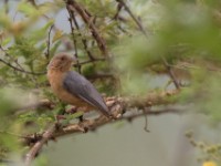 Red-faced Crombec (Sylvietta whytii)