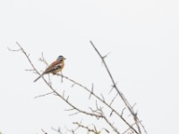 Golden-breasted Bunting (Emberiza flaviventris)