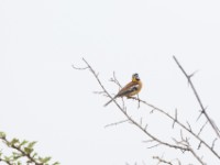Golden-breasted Bunting (Emberiza flaviventris)