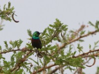 Marico Sunbird (Cinnyris mariquensis)