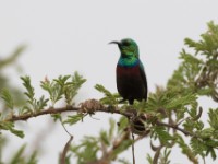 Marico Sunbird (Cinnyris mariquensis)