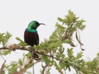 Marico Sunbird (Cinnyris mariquensis)