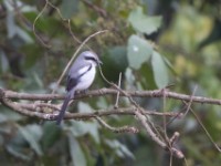 Mackinnon's Shrike (Lanius mackinnoni)