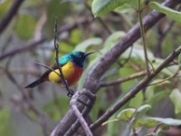 Regal Sunbird (Cinnyris regius)