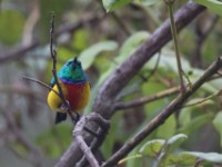 Regal Sunbird (Cinnyris regius)
