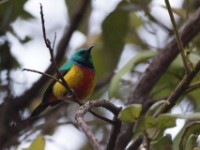 Regal Sunbird (Cinnyris regius)