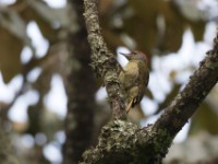 Tullberg's Woodpecker (Campethera tullbergi)