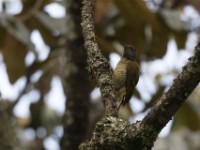 Tullberg's Woodpecker (Campethera tullbergi)