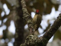 Tullberg's Woodpecker (Campethera tullbergi)