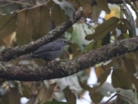Grey Cuckooshrike (Coracina caesia)