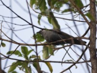 Grey Cuckooshrike (Coracina caesia)