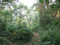 Ruhija Bwindi