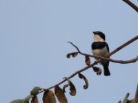 Chinspot Batis (Batis molitor)