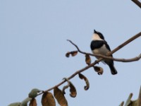 Chinspot Batis (Batis molitor)
