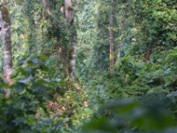 Ruhija Bwindi