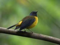 White-starred Robin (Pogonocichla stellata)
