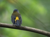 White-starred Robin (Pogonocichla stellata)