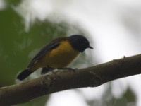 White-starred Robin (Pogonocichla stellata)