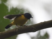 White-starred Robin (Pogonocichla stellata)
