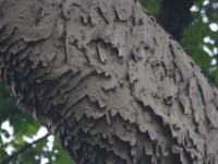 Ants