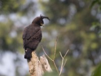 Long-crested Eagle (Lophaetus occipitalis)