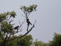 Stuhlmann's Starling (Poeoptera stuhlmanni)