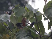 Stuhlmann's Starling (Poeoptera stuhlmanni)