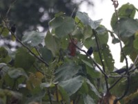 Stuhlmann's Starling (Poeoptera stuhlmanni)