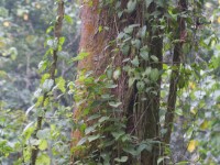 Ruhija Bwindi