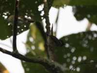 Mountain Masked Apalis (Apalis personata)