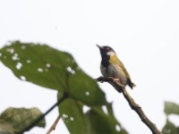 Mountain Masked Apalis (Apalis personata)
