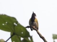 Mountain Masked Apalis (Apalis personata)