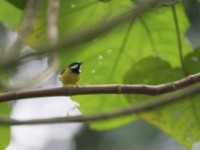 Black-throated Apalis (Apalis jacksoni)