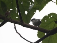 Northern Puffback (Dryoscopus gambensis)