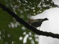 Red-faced Woodland Warbler (Phylloscopus laetus)