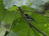 Ruwenzori Batis (Batis diops) female