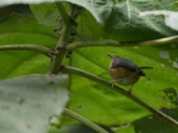 Ruwenzori Apalis (Oreolais ruwenzorii)