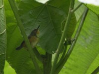 Ruwenzori Apalis (Oreolais ruwenzorii)