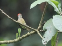 Cardinal Woodpecker (Dendropicos fuscescens)