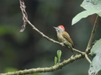 Cardinal Woodpecker (Dendropicos fuscescens)
