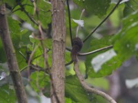 Boehm's Bush Squirrel (Paraxerus boehmi)