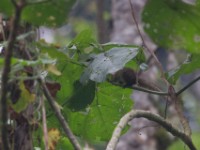 Boehm's Bush Squirrel (Paraxerus boehmi)