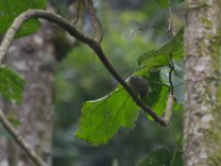 Boehm's Bush Squirrel (Paraxerus boehmi)