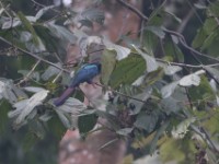 White-headed Wood Hoopoe (Phoeniculus bollei)